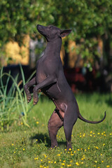 Active Xoloitzcuintle (Mexican hairless dog) posing outdoors standing up on its back legs on a green grass with yellow flowers in summer