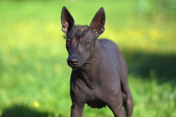 The portrait of a young Xoloitzcuintle (Mexican hairless dog) posing outdoors standing on a green grass in summer