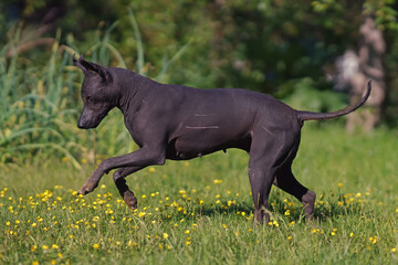 Young Xoloitzcuintle (Mexican hairless dog) posing outdoors running fast on a green grass with yellow flowers in summer