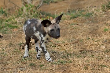 歩くリカオンの子供