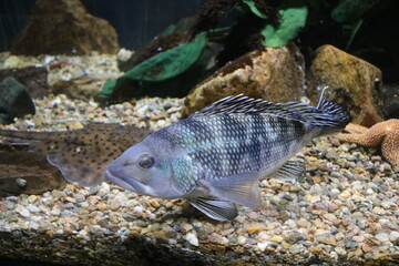 Blue fish