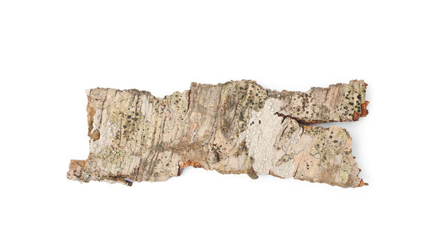 Tree bark piece isolated on white, top view