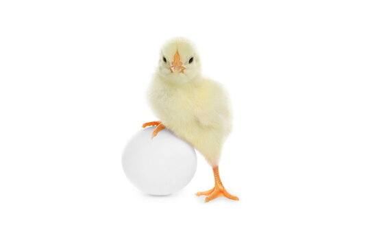 Cute chick and egg on white background. Baby animal