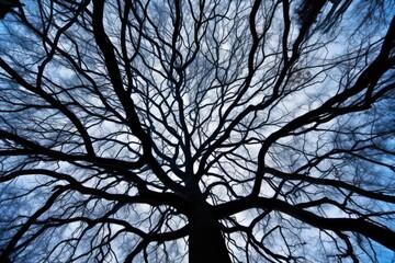 Fototapeta premium Winter tree branch silhouette seen from a low angle