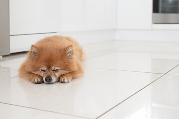 A pomeranian dog lying on kitchen floor, waiting for owner to come home