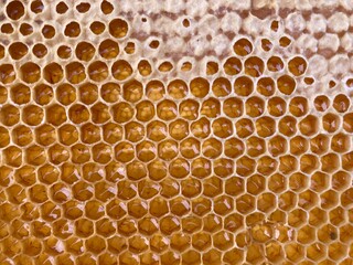 close up of honeycomb