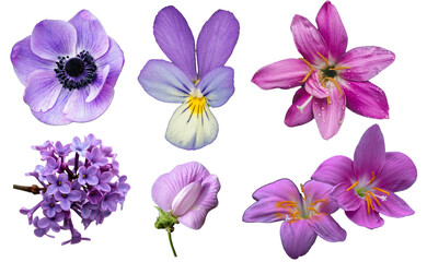 Fototapeta na wymiar Set of purple flowers isolated on transparent background