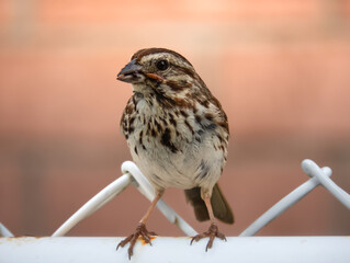 Sparrow in a fence feeding himself with a worm