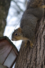 Squirrel trying to get a snack.