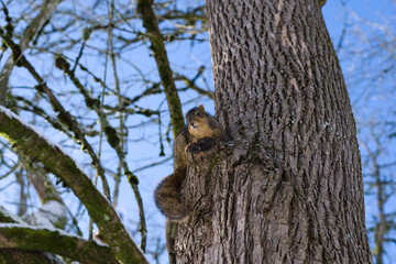 Squirrel in the tree