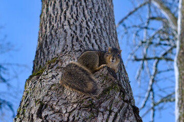 Squirrel in the with forest.