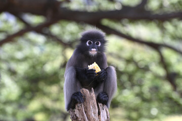 A wild spectacled langur monkey sits in a tree.
