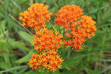 Many butterfly weed florets at Linne Woods in Morton Grove, Illinois