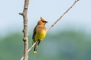 A perched cedar waxwing, Bombycilla cedrorum, overlooking a wetland in Grand Haven, Michigan