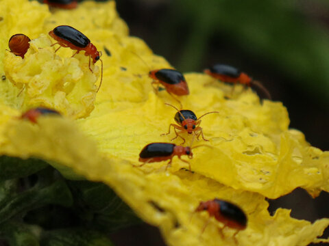 Pumpkin beetle or Cucurbit Leaf Beetle or Yellow Squash Beetle are eating zucchini flowers.