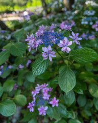 茨城県潮来市　満開の二本松寺の紫陽花