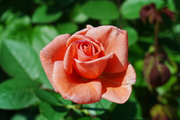 Rosa 'Spartan'は、美しい赤いバラの品種です。