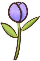 Obraz premium Tulip purple