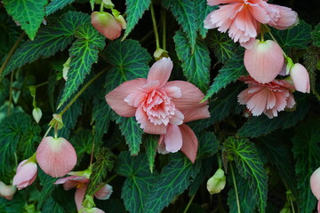 The Tuberous Begonia, specifically the Begonia x tuberhybrida 'Illumination' variety, is a popular...