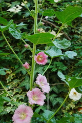 Malva sylvestris var. mauritiana Malva