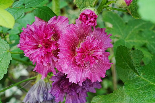 Sidalcea Party Girl
Miniature Hollyhock, False Mallow, Checkerbloom