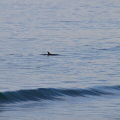 Dolphin at Cronulla Beach