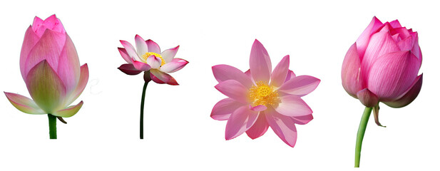 Set of lotus flowers isolated on transparent background