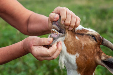 The goat shows its teeth. The woman's hands opened the animal's mouth. Close-up.