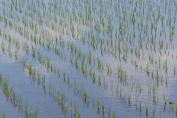 反射する水田