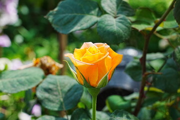 'Rosa Louis de Funès' is a rose cultivar named after the renowned French actor Louis de Funès....
