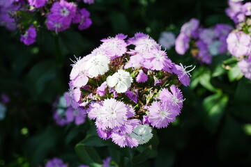 amazon dianthus rose magic