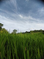 Green rice fields in the morning