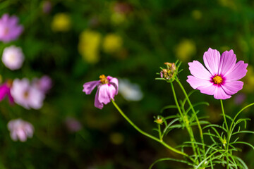 Beautiful wild Purple Daisy  with a blurred forest green background.  Selective focus. Gardening concept
