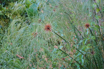 The Giant Papyrus, also known as Cyperus papyrus, is a tall, aquatic perennial plant that belongs...
