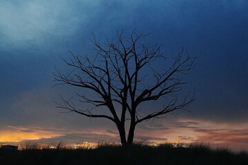 The Lonely Tree