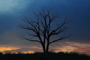 tree in the sunset