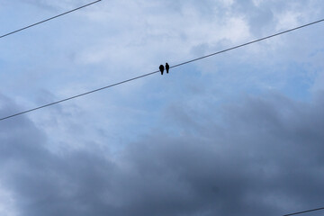 Two birds perched on wires beautiful blue sky
