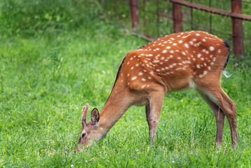 young wild deer grazing, selective focus, close-up