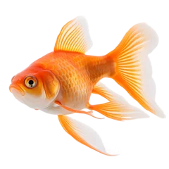 Fotobehang goldfish isolated © kevin