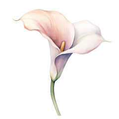 a single wedding calla lily in watercolor style isolated on a transparent background, generative ai - obrazy, fototapety, plakaty