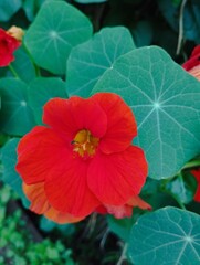 Bali Island,24 June 2023 : Red nasturtium flower with green leaves in the garden, Indonesia