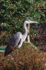 Fototapeta premium Blue heron (Ardea cinerea) birds classified in the order of pelicans, family of herons, family of egrets, family of egrets, family of herons