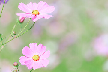 ピンク色のコスモスが二輪
