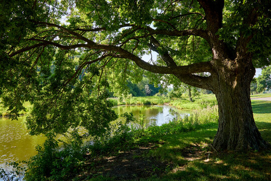 Large shady tree near a pond on a pretty summer day near Minneapolis Minnesota
