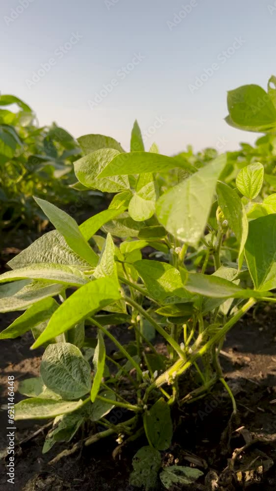 Wall mural rows upon rows of soybean plants in a large agricultural field. the leaves are still wet, as the mor