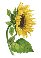 Watercolor hand-painted sunflower, Autumn arrangement, Farmhouse rustic fall decor, harvest Thanksgiving clipart. Birthday summer card. Realistic botanical art