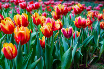 Colourful tulip winter flower garden outdoor park
