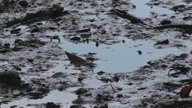 Okinawa,Japan - July 3, 2023: Crabs and Mudskippers on mudland in Ishigaki island, Okinawa, Japan
