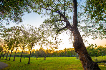 Sunset in city public park tree forest garden nature landscape