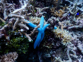 Underwater blue starfish Linckia laevigata hanging from branching corals